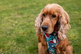 Lady the Cocker Spaniel stray has to overcome her shyness when she meets Elizabeth, sister Sarah and her Afghan Hound Florence.