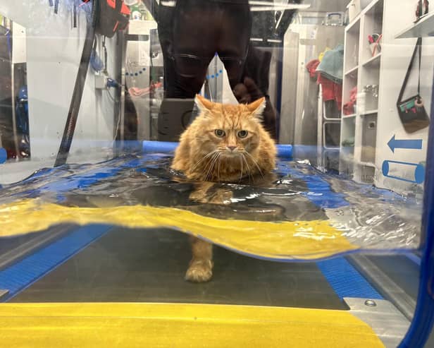 Moses the fat cat doing a workout in the hydrotherapy tank