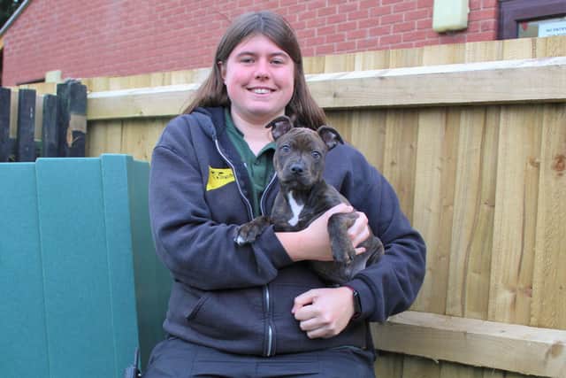 Warwick is receiving lots of fuss and attention at Dogs Trust Kenilworth. He is pictured here with canine carer Danielle Scott. Picture supplied.