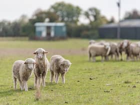 Newborn lambs made the visit more special