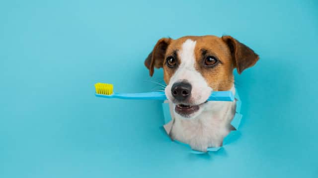 Dogs need their teeth brushing regularly to keep them healthy (photo: Adobe)