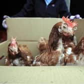 Caged hens can look very neglected after a year in confined conditions but they soon recover their feathers. Library picture by Getty