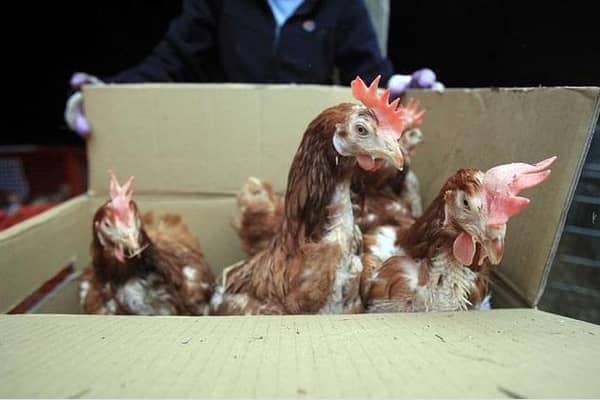 Caged hens can look very neglected after a year in confined conditions but they soon recover their feathers. Library picture by Getty
