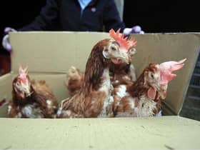 Caged hens can look very neglected after a year in confined conditions but they soon recover their feathers. Library picture by Getty