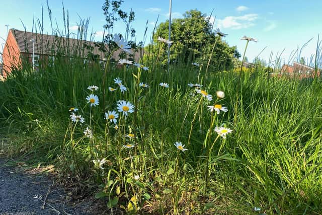 A manager involved in rolling out No Mow May has acknowledged Warwick District Council was “probably too ambitious” in its efforts. Pictured is a resident photo submitted to Warwick District Council.