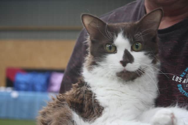 Viking Cat Club, part of Felis Britannica, and the International Feline Federation (FIFe), will be bringing cats of all shapes and sizes to be judged by international judges at a show in Leamington. Photo supplied by Viking Cat Club