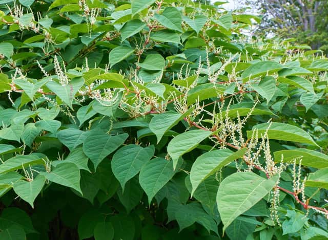 Gardeners beware - Japanese knotweed is extremely destructive