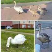 Stills from the video created by Jayne Meville. Bottom left shows the swan that was looked after by the community for over a year after it stayed behind last November.