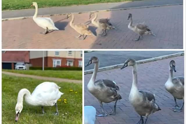 Stills from the video created by Jayne Meville. Bottom left shows the swan that was looked after by the community for over a year after it stayed behind last November.