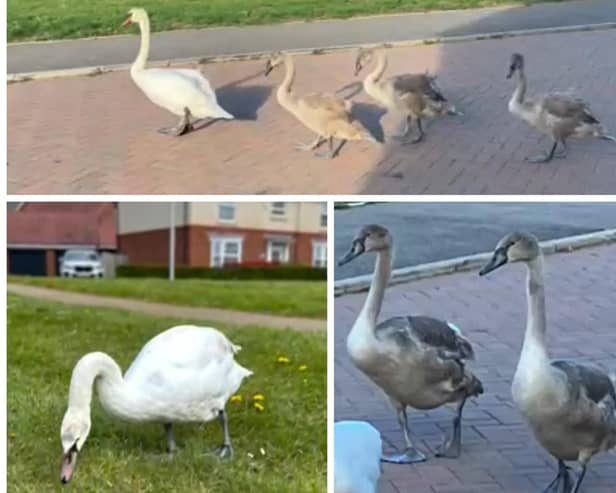 Stills from the video created by Jayne Meville. Bottom left shows the swan that was looked after by the community for over a year after it stayed behind last November.