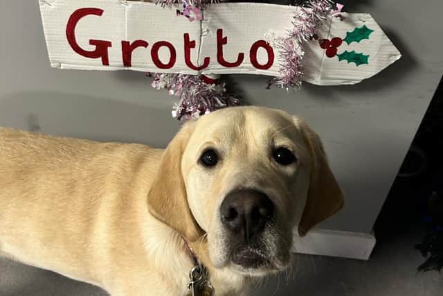 Trainee guide dog Alastair visiting Santa's Grotto at the Fair