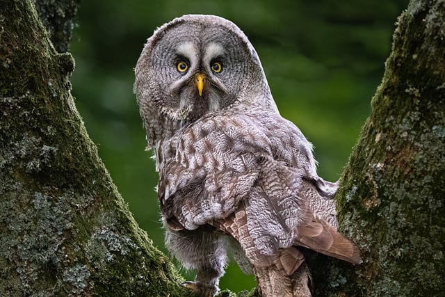 Short-eared Owl in Woodland by Roger Lickfold.