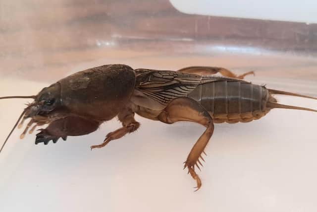 ‘Despite their subterranean existence’, Mole Crickets do have wings and can fly. Photo: Sussex Wildlife Trust