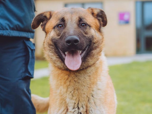 Edith was one of a pair but her sister, Edna, was adopted. Edith still remains in the care of the RSPCA, but she's full of love and enjoys play time more than anything else. She's a bit lonely without her sibling - could you give her the company she needs?