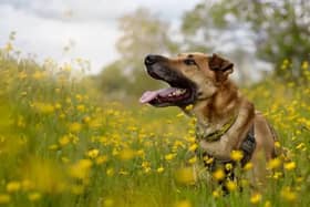 Animal lovers in Warwickshire are being invited to visit the Dogs Trust in Kenilworth for the last of the charity’s free summer events. Photo supplied by Dog's Trust.