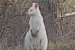Colin the white wallaby became a popular figure in the Kenilworth area and people would often call us or post messages on social media when they spotted him in the Warwickshire countryside.