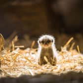 Name the baby meerkat to be in with a chance of winning