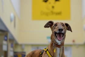 Dogs Trust Kenilworth is reopening on Saturday September 28 after it had to close temporarily due to cases of the potentially fatal Canine Parvovirus (Parvo). Picture supplied.