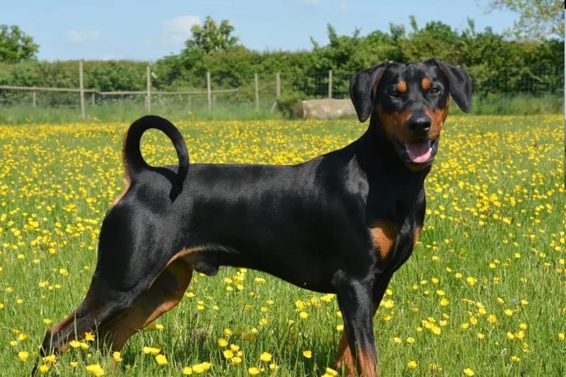 Otis, is a German Pinscher and last year he won the Male Puppy class. This year will be his second time at Crufts, he is almost 22 months old and belongs to Victoria Clent.