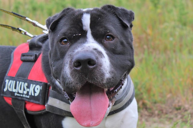 Shar Pei Cross, Zeus, is two and loves being with people so will need new owners to be around most of the time. He likes to play fetch and is an active, strong, bouncy boy who enjoys quiet walks. He is a sensitive soul so will benefit from meeting his new owners at the centre but when he does go home he’d like his own secure garden to play and relax in.