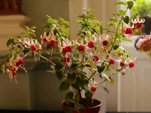 One of the floral entries. Photo supplied