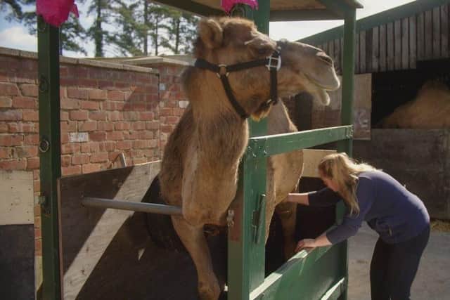 Daisy pioneered the idea for her camel dairy farm having grown up on a Camel Experience Farm in Idlicote, Warwickshire, owned by her parents, ex-lion tamers, Joseph and Rebecca. Photo supplied