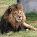 Lonka the new African male Lion at Woburn Safari Park. Photo: Woburn Safari Park - Laura Ross