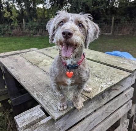 Lydia Mawby's dog Luna.