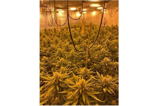 Police discovered a large cannabis grow along with lighting and other drugs paraphernalia.