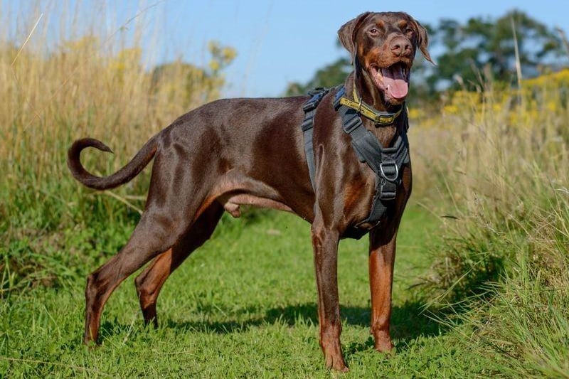 Eight-year-old Doberman Jake needs a home with no other pets or children. https://www.dogstrust.org.uk/rehoming/dogs/dobermann/1224275