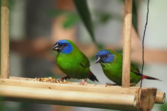 Several of these stunning parrot finches have now been added to the Stratford Butterfly Farm collection.