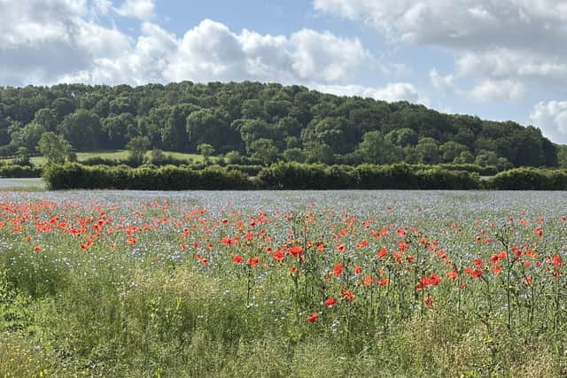 The escarpment on which the legendary red horse was cut centuries ago