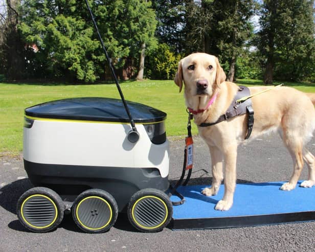 Trainee guide dog Garla stood next to a delivery robot from Starship.