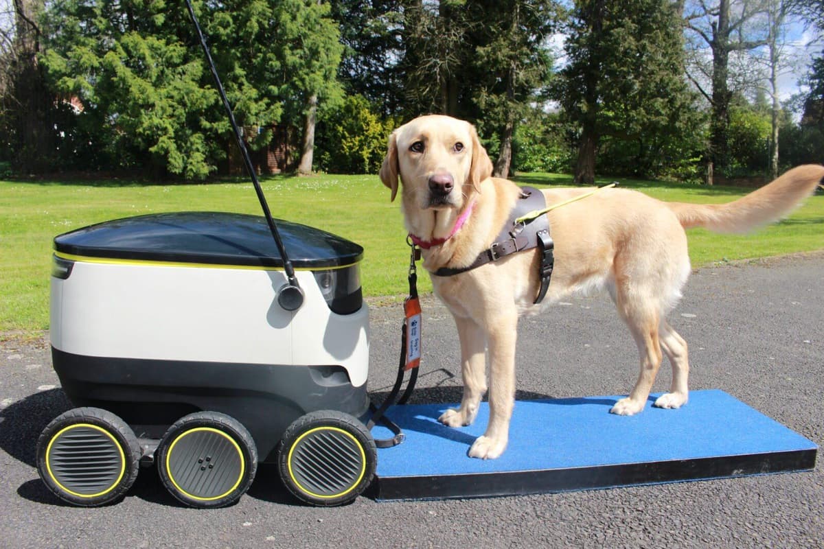 Zoo Guide Robot Future guide dogs learn how to ‘work alongside robots’, in specialist ...