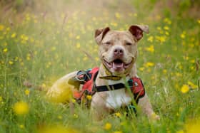 Revel - Crossbreed - https://www.dogstrust.org.uk/rehoming/dogs/crossbreed/1266333