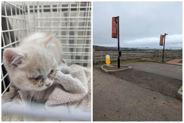 Two young kittens were callously dumped in a box. The photo on the right shows the location where they were found.