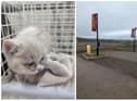 Two young kittens were callously dumped in a box. The photo on the right shows the location where they were found.