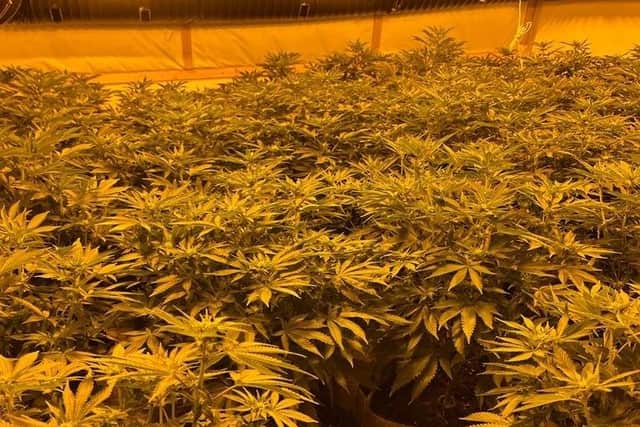 Officers found 200 plants at the property in Warwick. Photos supplied by Warwickshire Police