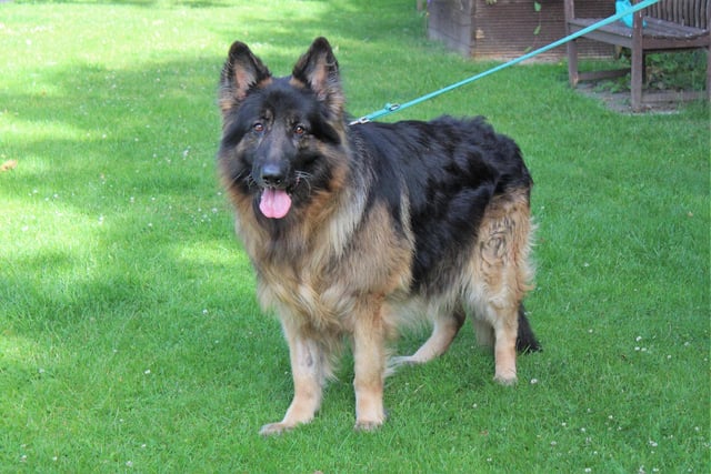Logan is an eight-year-old German Shepherd who is finding kennel life a little overwhelming. He would suit a quiet, calm home but he could live with teenagers aged 16 or over who will give him the space he needs when he wants to relax. He loves to play with tennis balls so would benefit from a secure garden where he can play to his heart’s content and he would like to meet his new owners a few times before heading home.
