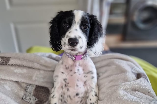 Lisa Hanson's little girl Lily.