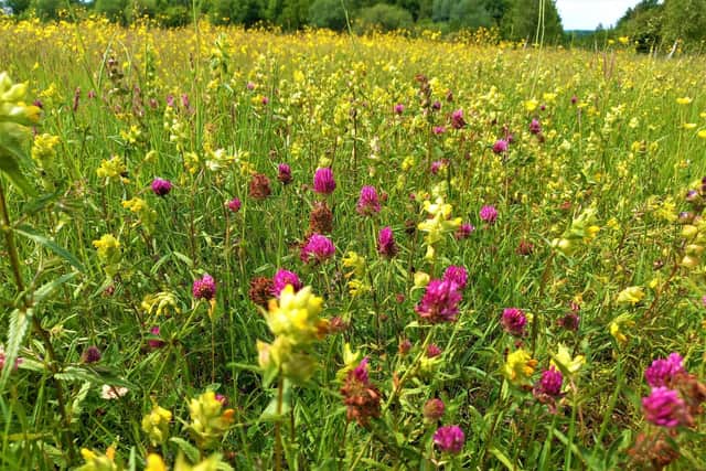 Ryton Meadow in 2023. Picture supplied.