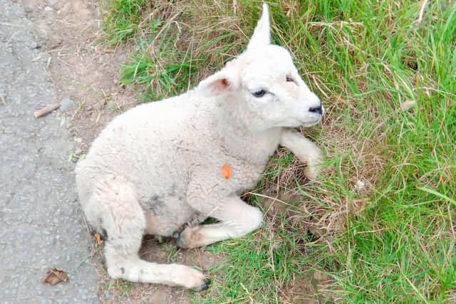 Sheep have been put at risk in the park