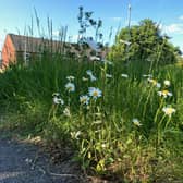 A photo from No Mow May sent in to Warwick District Council by a resident. Photo supplied by Warwick District Council