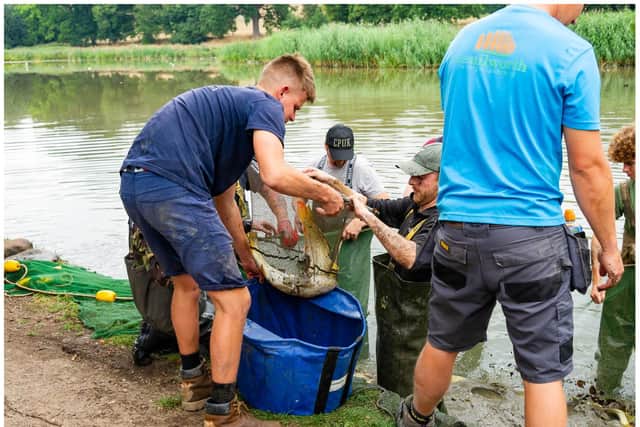 The Kenilworth community worked with staff at a fishery to help remove and relocate fish from Abbey Fields in August. Photo by Mike Baker