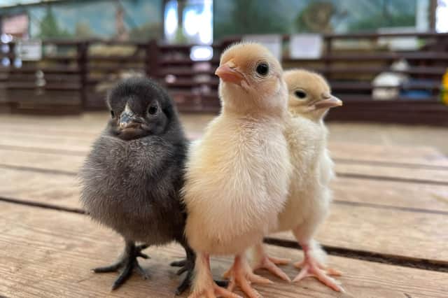 Hatton Adventure World will once again host its annual 'spring spectacular' when visitors can meet the spring-born animals. Photo supplied