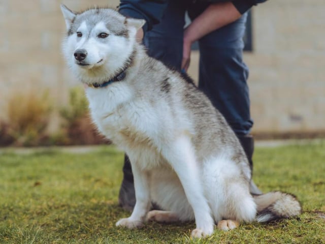 The third Siberian Husky in a row! Nova , like the two before her, needs lot of fuss and will also require frequent walks. She's got energy to burn - can you keep up with her?