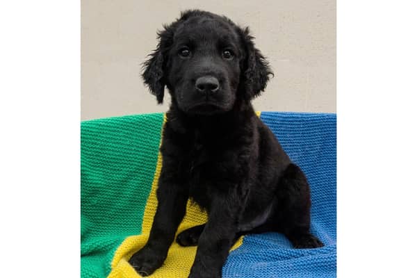 Alfie, a Guide Dogs for the Blind puppy that was named by the service in 2015. Photo supplied by Warwickshire County Council