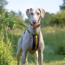 Lincoln, a charming three-year-old Saluki cross, has been in the care of Dogs Trust Kenilworth for a few weeks. Picture supplied by the charity.