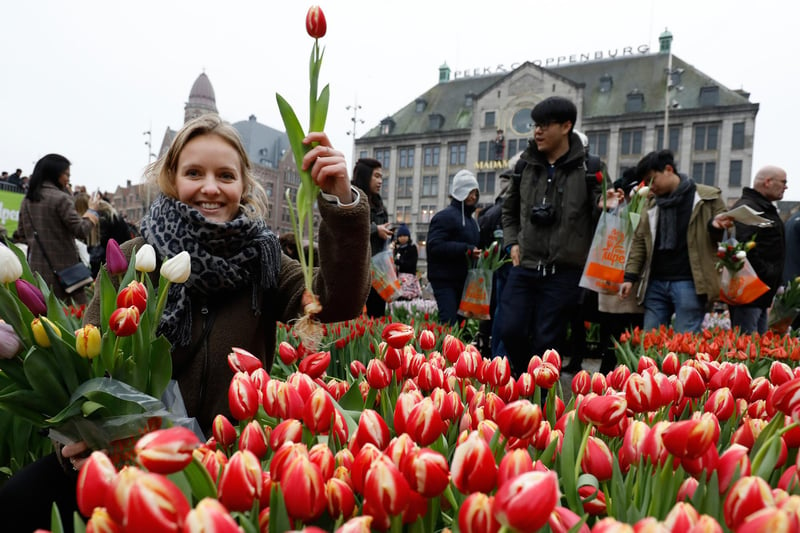 People pick free tulips during National Tulip Day. Tulip Day marks the beginning of the international tulip season.