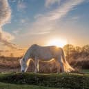 New Forest ponies are a delight for visitors. Credit: Bramble Beach Photography